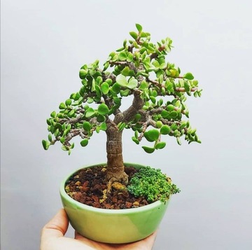 Portulacaria afra małe DRZEWKO BONSAI MALUCH