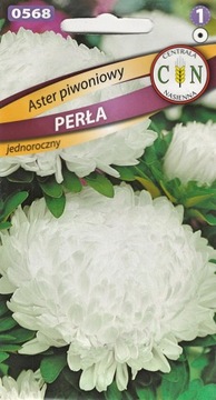 ASTER PIWONIOWY PERŁA cudny pełny duży biały kwiat