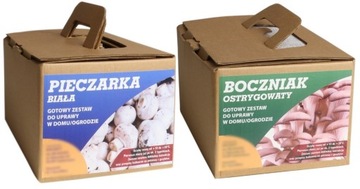 Grzybnia ZESTAW PIECZARKA BIAŁA GRZYBNIA BOCZNIAKA