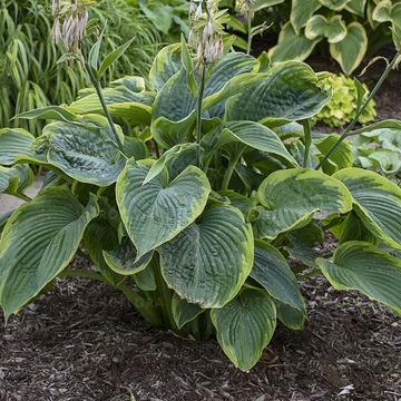 Hosta FUNKIA Shadowland Wu La La pomarszczona dwubarwna wys od 04.03.2024