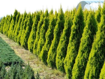Żywotnik zachodni tuja JANED GOLD thuja ZŁOTY SZMARAGD