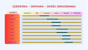 Вишня КАНАДСКАЯ, самоопыляемая, последняя КРУПНАЯ/саженец/саженцы