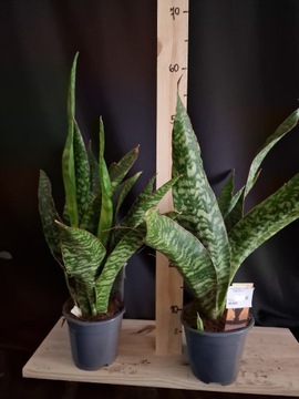SANSEVIERIA TRIFA DRAGON wys 55- 60cm