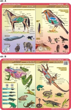 Учебный коврик. Периодическая таблица элементов.