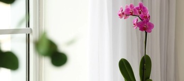 Почвенный субстрат BIOVITA 3л для орхидей