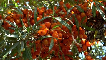 Rokitnik FRIESDORFER ORANGE unikat SAMOPYLNY nowy
