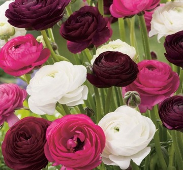 Jaskier ranunkulus mieszanka ROMANTYCZNA 30szt