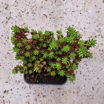 Седум узколепестковый многолетний седум саженцы саженцы растения для сада