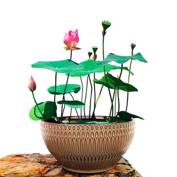 100 Nasion Lotosu Mini Non GMO Nasion Lotosu Bonsai Do Ogrodu