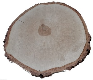 Plastry drewniane krążki brzoza 25-28cm szlifowane