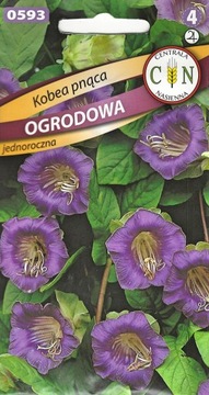 Kobea Pnąca piękna okrywowa odporna na słońce !!