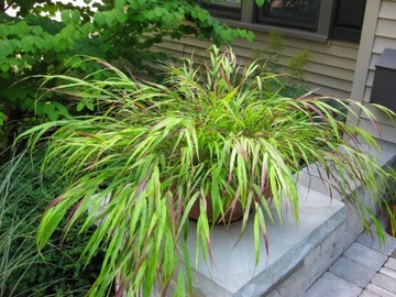 Hakonechloa Trawa bambusowa Beni Kaze P9 jasnozielona