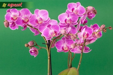 КОНДИЦИОНЕР УДОБРЕНИЯ ОРХИДЕЯ АППЛИКАТОР ORCHID STRONG