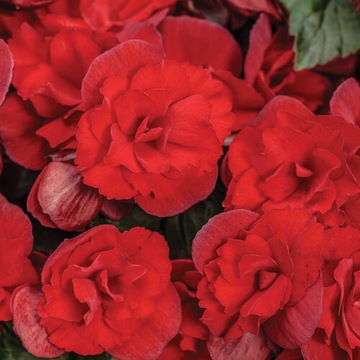 Begonia Solenia SCARLET sadzonka 1szt
