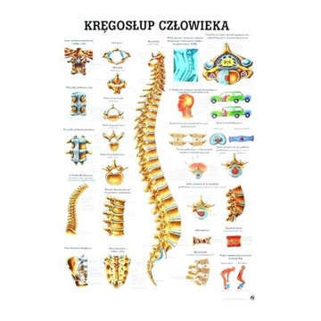 TABLICA ANATOMICZNA KRĘGOSŁUP CZŁOWIEKA NIELAMINOWANA 70X100 CM