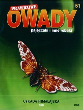 PRAWDZIWE OWADY, PAJĘCZAKI 51 CYKADA HIMALAJSKA