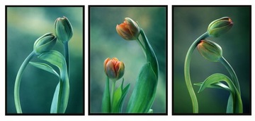 OBRAZ W RAMIE 43x33cm Tryptyk Komplet 3 obrazów Tulipany Kwiaty Pole P2002