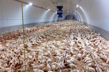 Синие изоляционные панели STYRODUR XPS AGRO 40 мм