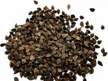 Nasiona GRYKA Pasza Poplon Miododajna 1kg