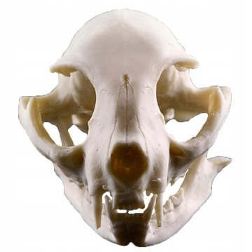 Фигурка из смолы, модель костей черепа кошки.