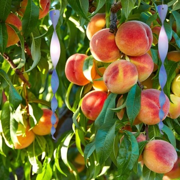 ОТПУПЫВАТЕЛЬ ПТИЦ, ГОЛУБИ, СВЕТИЛЬНИКИ, СПАРЕНЫ, СПИРАЛЬ СПИРАЛЬНЫЙ ТВИСТЕР, 12 ШТ.