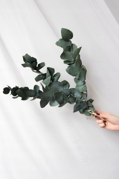 ЗЕЛЕНЫЙ ЭВКАЛИПТ стабилизированный сушеный для вазы.