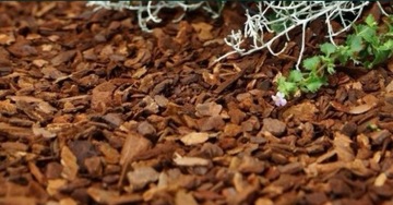 KORA SOSNOWA SORTOWANA BARDZO DOBRA JAKOŚĆ - ŚREDNIA