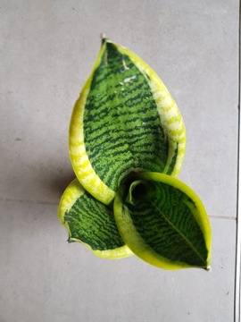 Sansevieria 'Futura Superba'