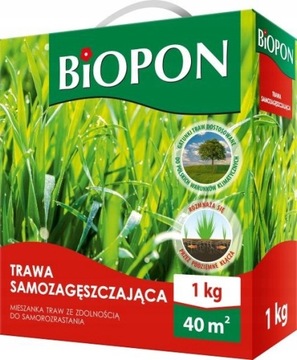 Trawa Samozagęszczająca Mieszanka TRAW Zdolność SAMOROZRASTANIA 1kg m2