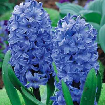 Hiacynty Hiacynt Delft Blue 5 szt cebulki Pachnący