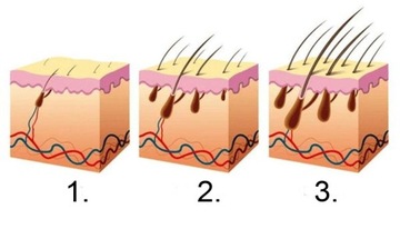 ВАЛИК ДЛЯ БОРОДА ДЛЯ ОТВЕРСТИЙ ДЛЯ РОСТА БОРОДЫ 0,5 ММ