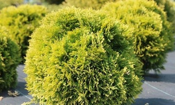 Tuja MIRJAM thuja miriam DUŻA ZŁOTA KULA sadzonka
