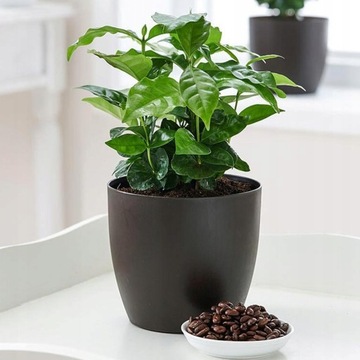 Coffea Arabica Kawa Duża Ładna Ozdoba Kuchni