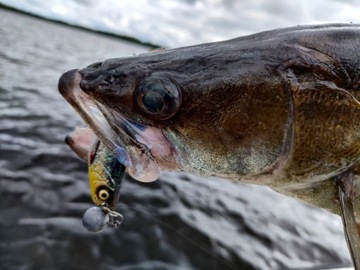 Savage Gear Herring Shad 11см набор из 8 штук для щуки и судака