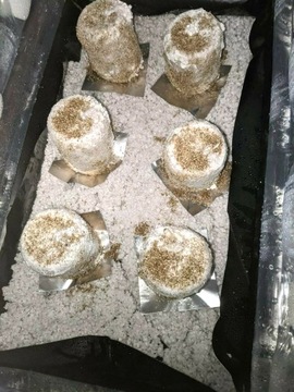 PF Tek РИСОВЫЙ ВЕРМИКУЛИТ*350 мл - Готовый стерильный субстрат для выращивания грибов