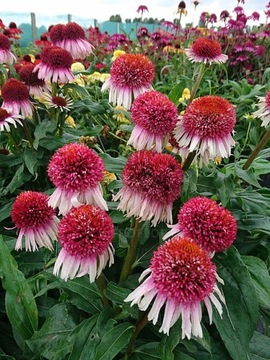 jeżówka Strawberry and Cream pompon karminowy Echinacea