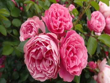 Розовая, ароматная грядочная и бордюрная роза.