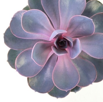 Echeveria Perle von Nurnberg KAMIENNA RÓŻA