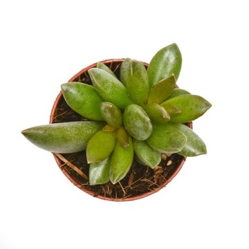 Adromischus cooperi Schuldiantus