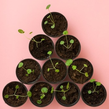 Р9 ПРОДУКЦИОННЫЕ ГОРШКИ 100 шт ДЛЯ ПОСЕВА ПОСЕВНЫХ КУЛЬТУР 9х9м 0,5л