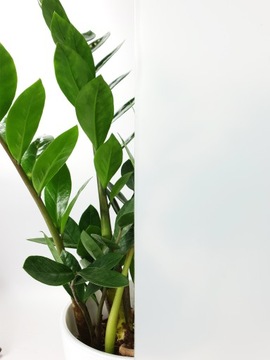 Folia Mleczna Na Szybe Rolka 45x150cm Ochrona UV Okleina Witraż Statyczny