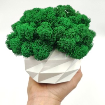 Вазон с мхом хроботек CHROBOTEK MOSS в белом горшке, 3D печать