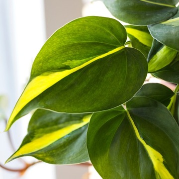 Philodendron scandens 'Brasil' - MALUCH