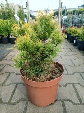 Pinus Mugo Wintergold - Sosna C5