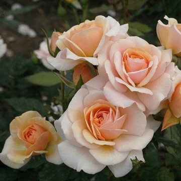 Крупноцветковая персиковая роза.