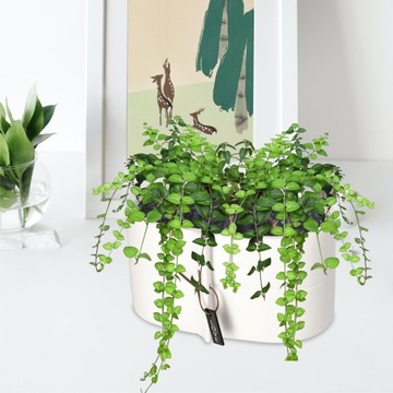 КРЫШКА ДЛЯ ЦВЕТОЧНОГО ВАЗОНА КЕРАМИЧЕСКИЙ ЦВЕТОЧНЫЙ ГОРШОК ЦВЕТА 22x12 СМ