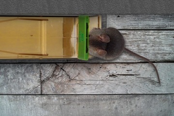 HUMANITARNY CHWYTACZ ŻYWOŁAPKA ŁAPKA PUŁAPKA NA MYSZY GRYZONIE NO PEST