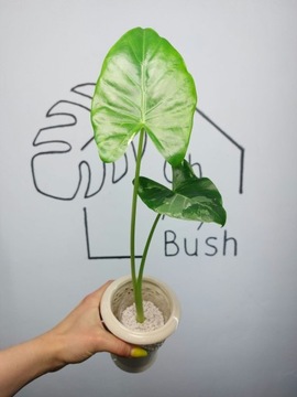 Alocasia Macrorrhiza Variegata | 35-40cm