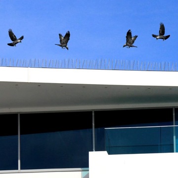 10x 50 см металлических шипов для голубей для птиц, плотных против нержавеющих птиц