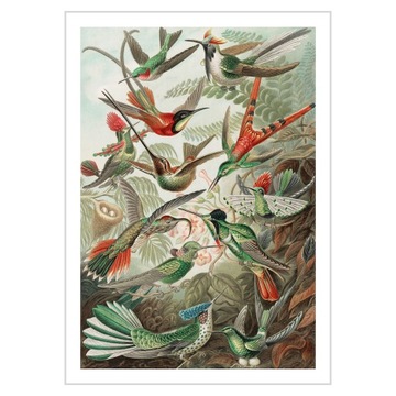 Plakat 50x70 Ernst Haeckel Kolibris Trochilidae